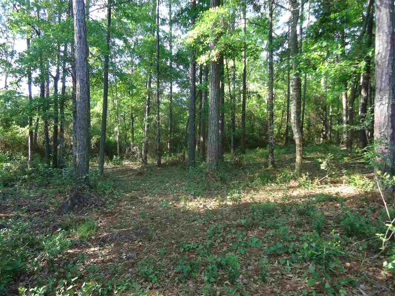 0 Hammock Road Elberta, AL 36530 - Photo 6 of 15