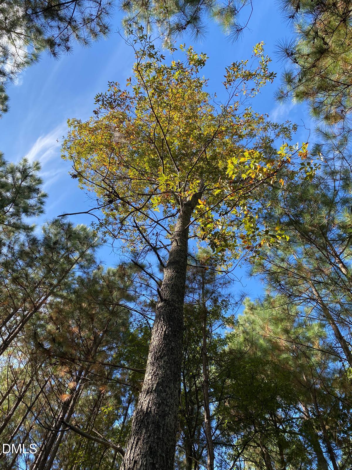 42 Asbury Church Road Sanford, NC 27330 - Photo 6 of 12 WhatsApp Image 2025-12-10 at 10.22.00_b5