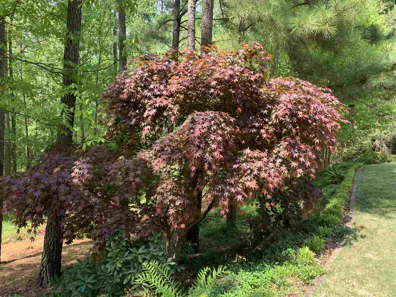117 Jersey Ridge Road Cary, NC 27518 - Photo 7 of 20 Photo 7