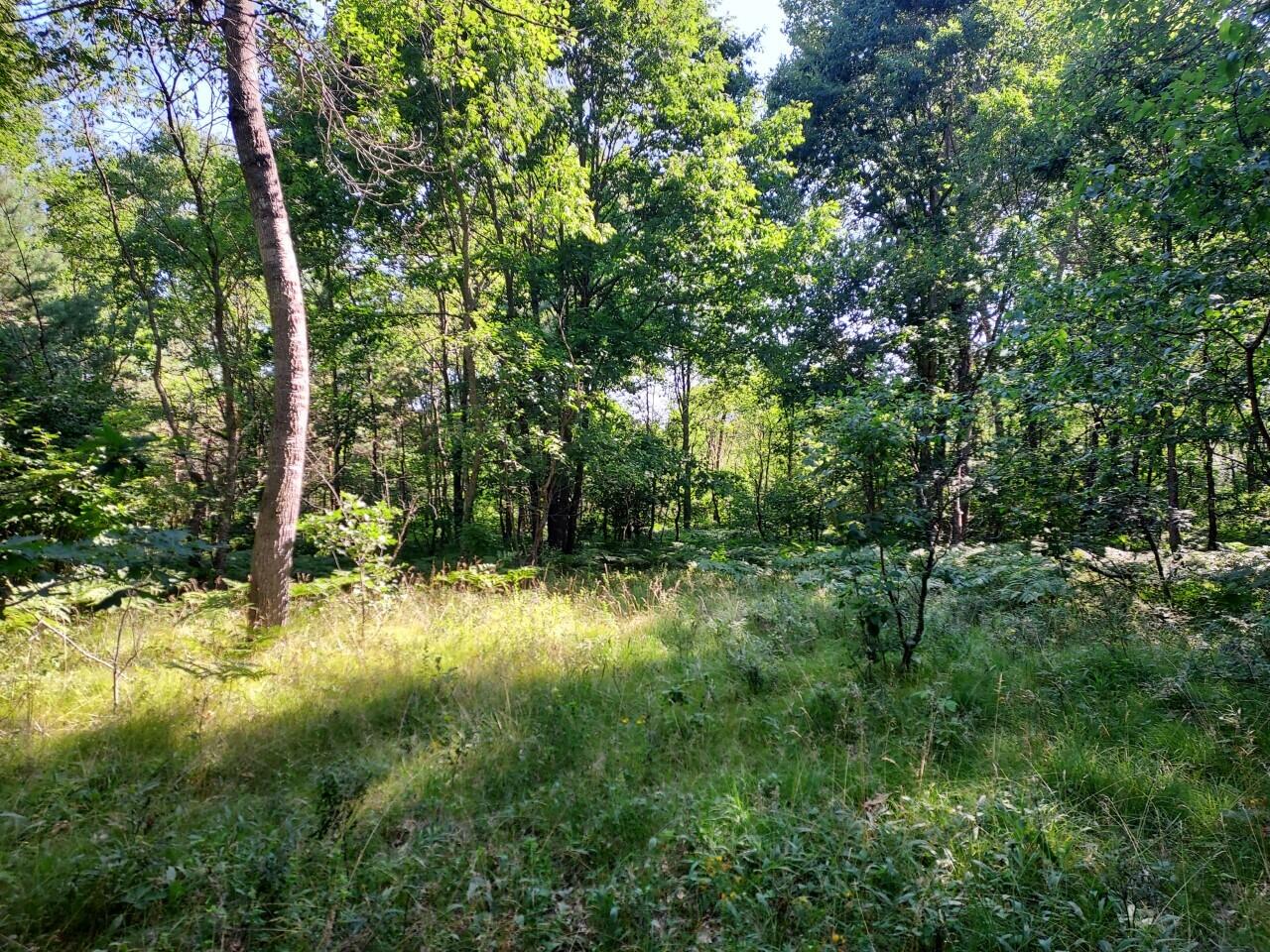 40-acres North Larson Road Free Soil, MI 49411 - Photo 33 of 58 Land 14