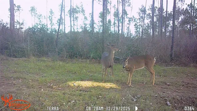 $130,000 | 0 FM 1005, Jasper, TX 75951