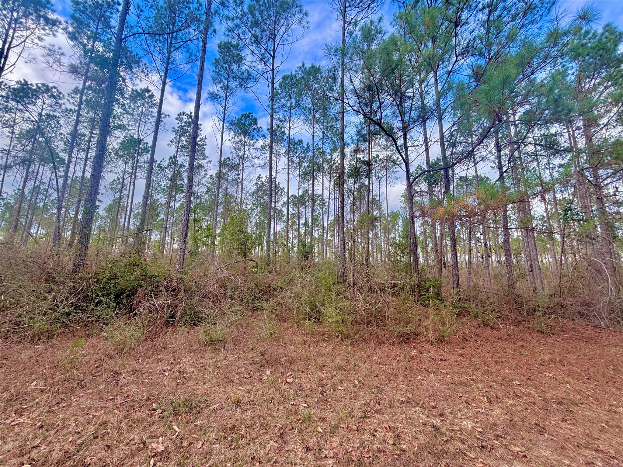 0 FM 1005 Jasper, TX 75951 - Photo 2 of 12