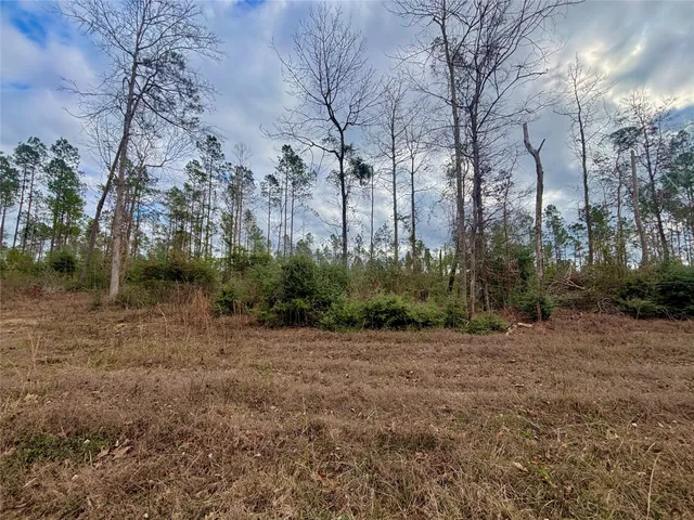 a view of a dry yard with trees