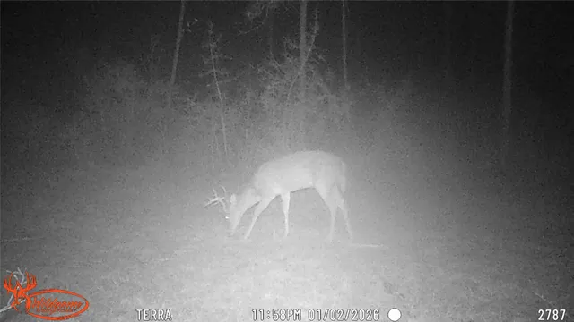 a vase of flowers sitting on a table