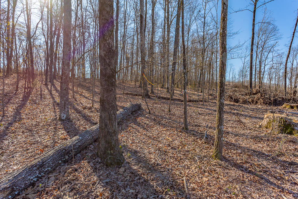 0 Twin Cedars Road Rock Spring, GA 30739 - Photo 74 of 81 Twin Cedars Property HD-65