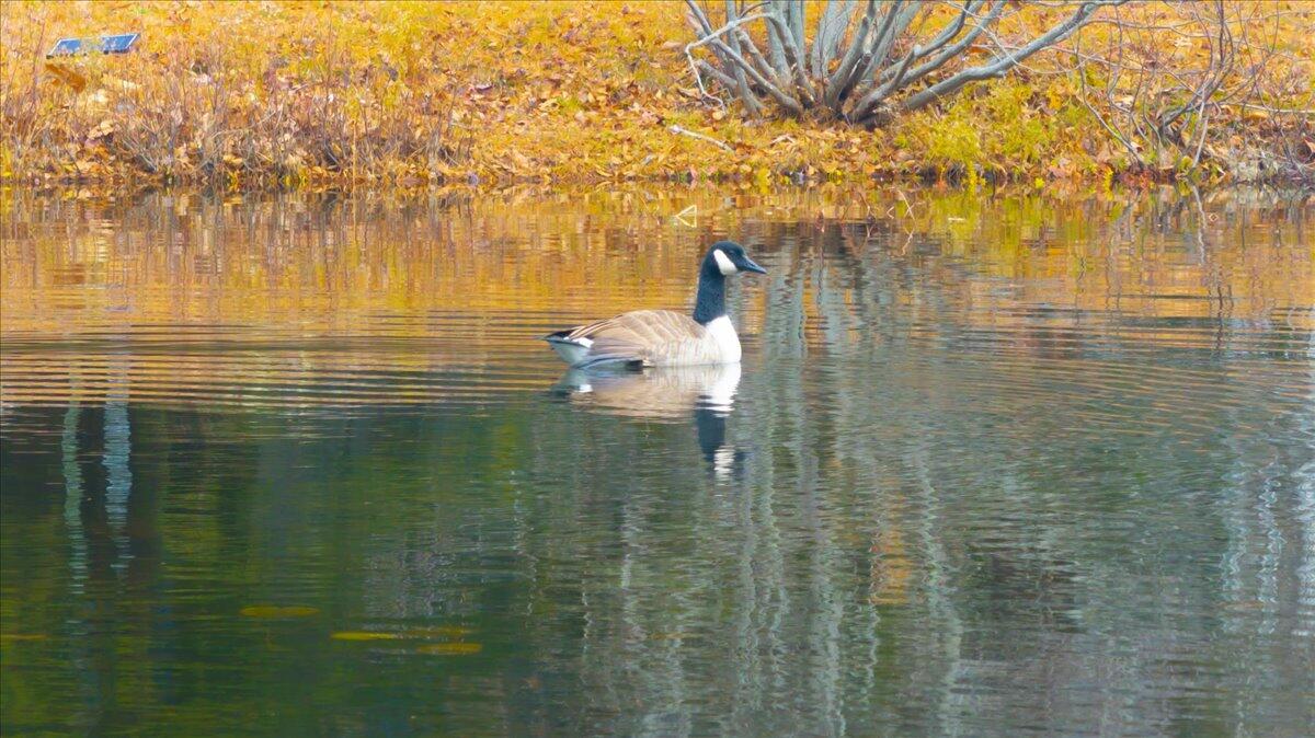 55 Loop Road Acton, ME 04001 - Photo 45 of 48 06-Photo
