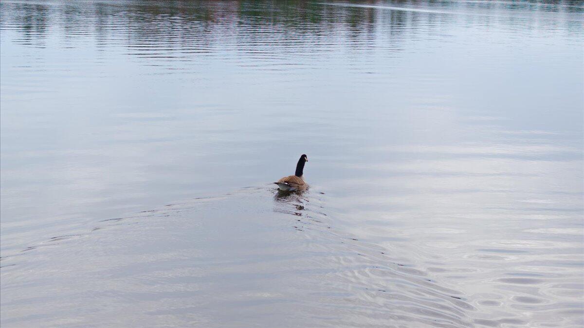 55 Loop Road Acton, ME 04001 - Photo 46 of 48 07-Photo-7