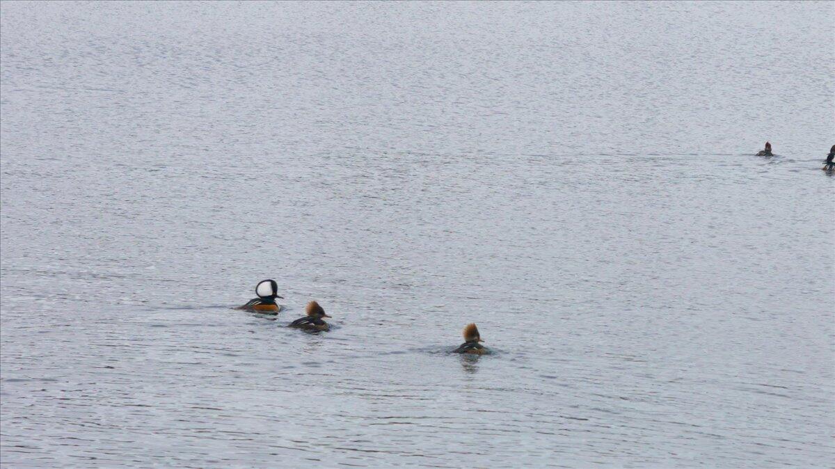 55 Loop Road Acton, ME 04001 - Photo 47 of 48 08-Photo-8