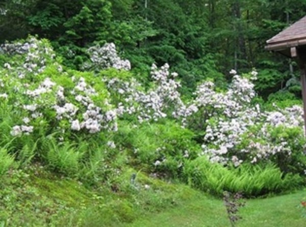34 Chestnut Hill Road Leverett, MA 01054 - Photo 29 of 29 a view of a lush green forest