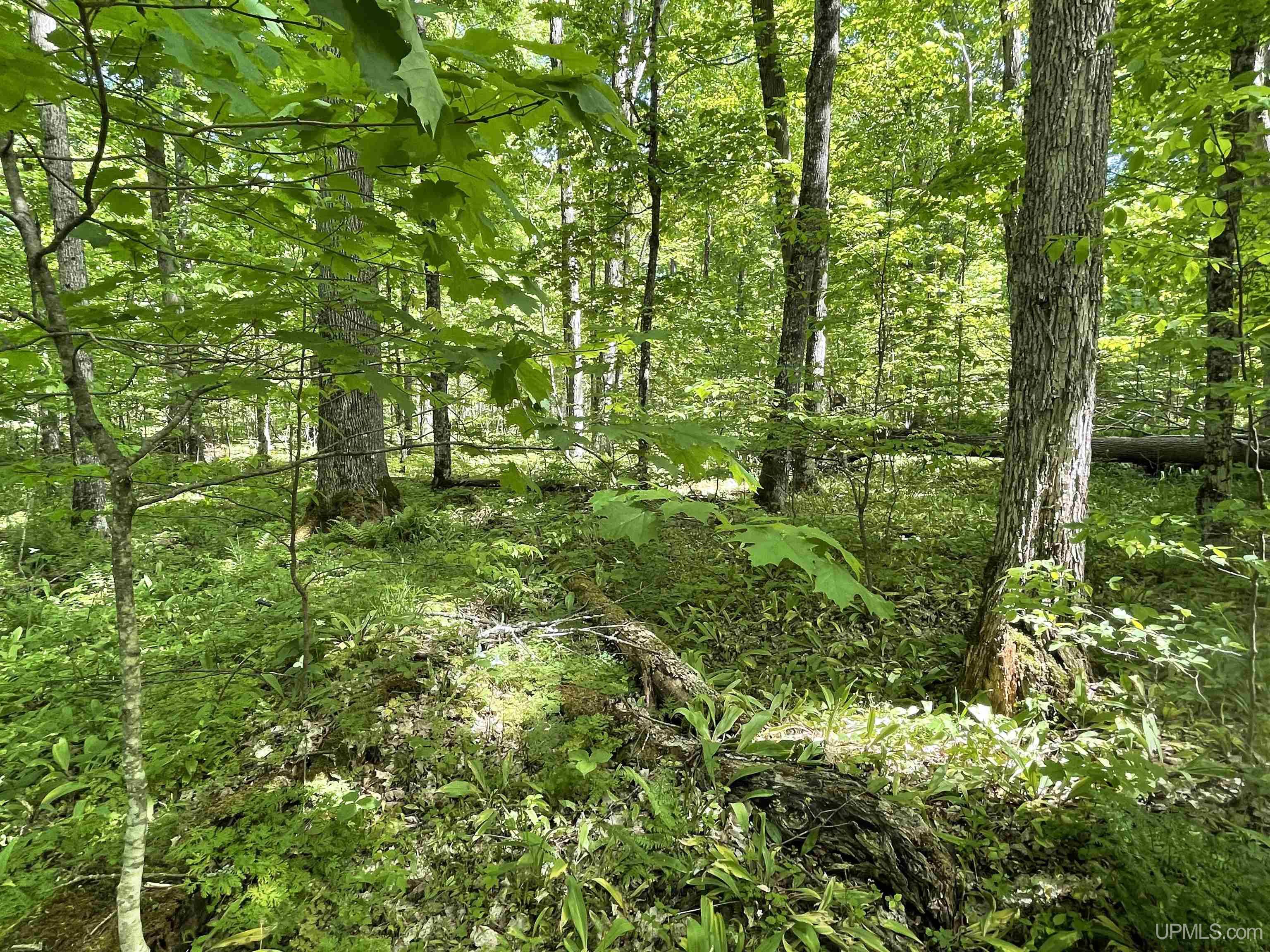 Tbd Tbd Banking Ground Road Germfask, MI 49836 - Photo 29 of 36