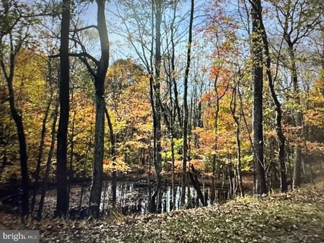 a view of a garden with large trees