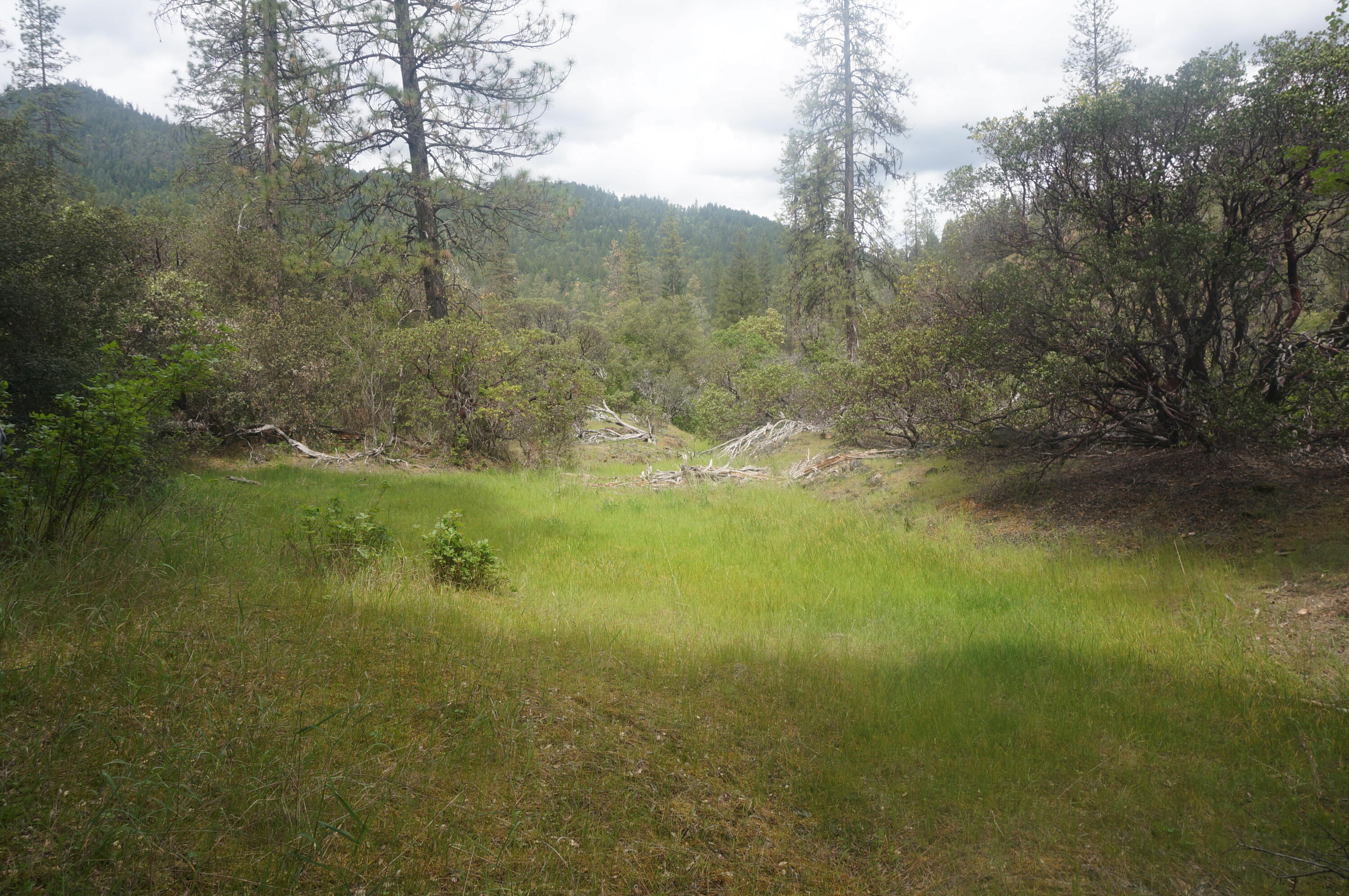 6269 Dutch Creek Road Junction City, CA 96048 - Photo 7 of 33 31.07 acres off Dutch Creek 045