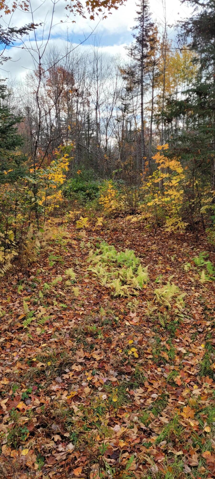 0 Storer Road Bradford, ME 04410 - Photo 26 of 27 20211019_100657