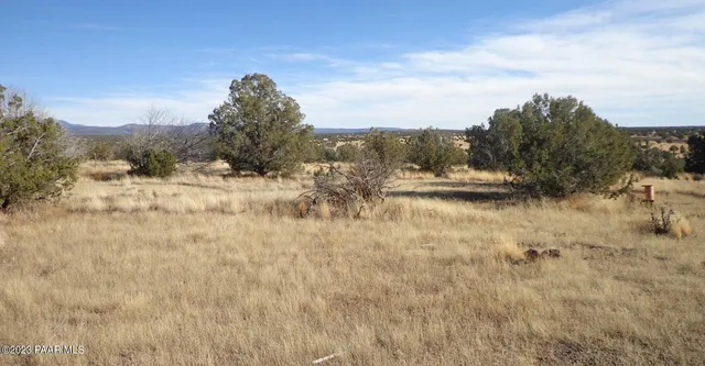a view of a dry yard with trees