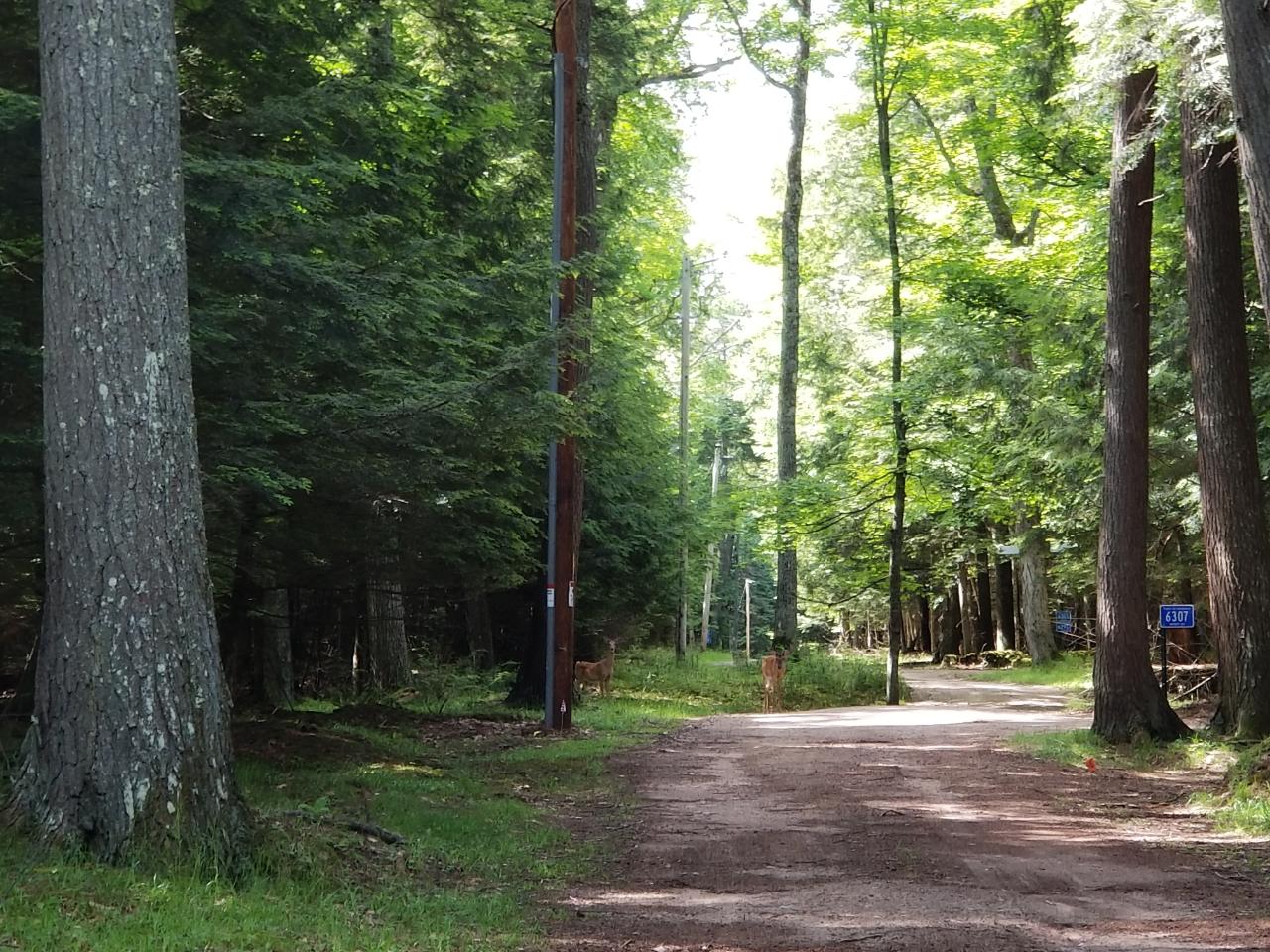 Lot 9 Wendt Road Lake Tomahawk, WI 54539 - Photo 12 of 13 Gallery Image 12