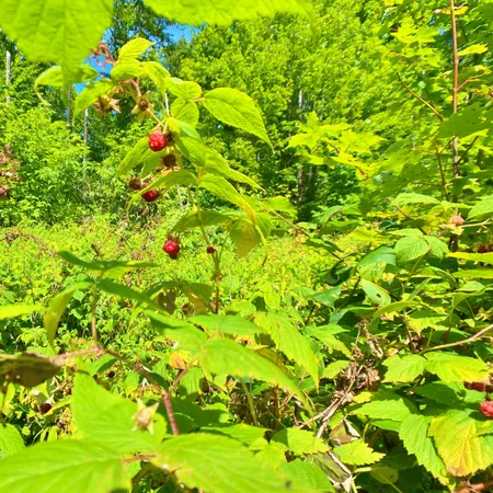 $219,900 | M11-l114.5g New Sweden Road, New Sweden, ME 04762