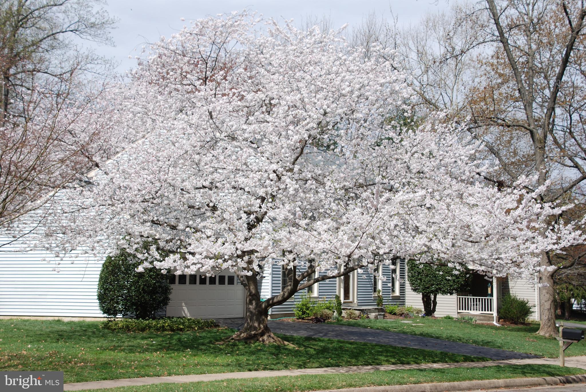 6108 Eagle Landing Road Burke, VA 22015 - Photo 49 of 52 Cherry tree's annual Spring salute! Beautiful!