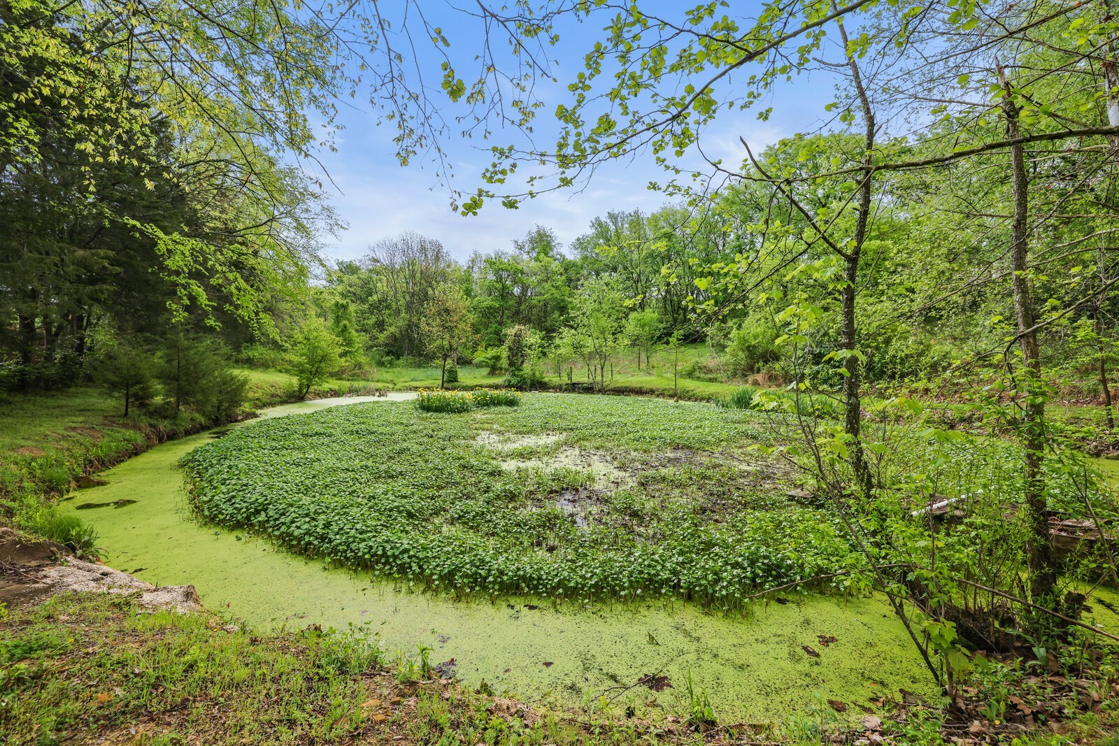 5700 Cane Ridge Road Antioch, TN 37013 - Photo 43 of 61 a view of a garden with a tree