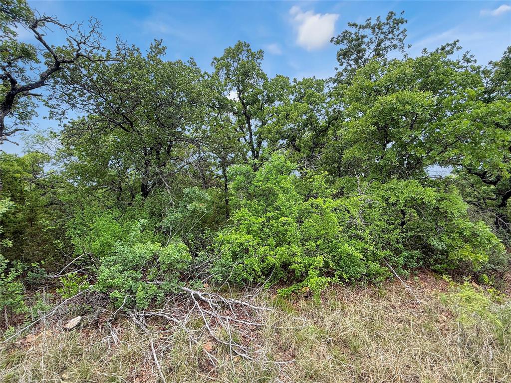 Tbd Tbd Tenbears Court Mingus, TX 76463 - Photo 3 of 20 a view of a plants with a plant