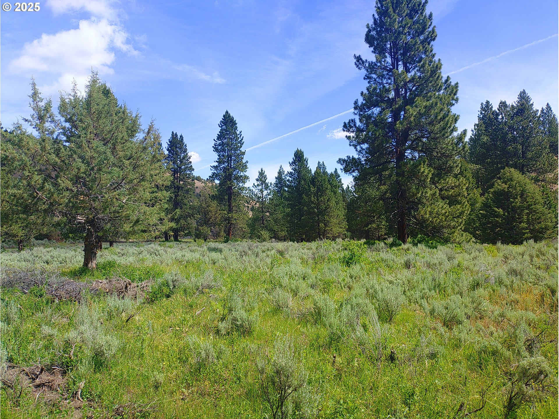 12142 Burns-Izee Road Seneca, OR 97873 - Photo 16 of 40 a view of a big yard with large trees