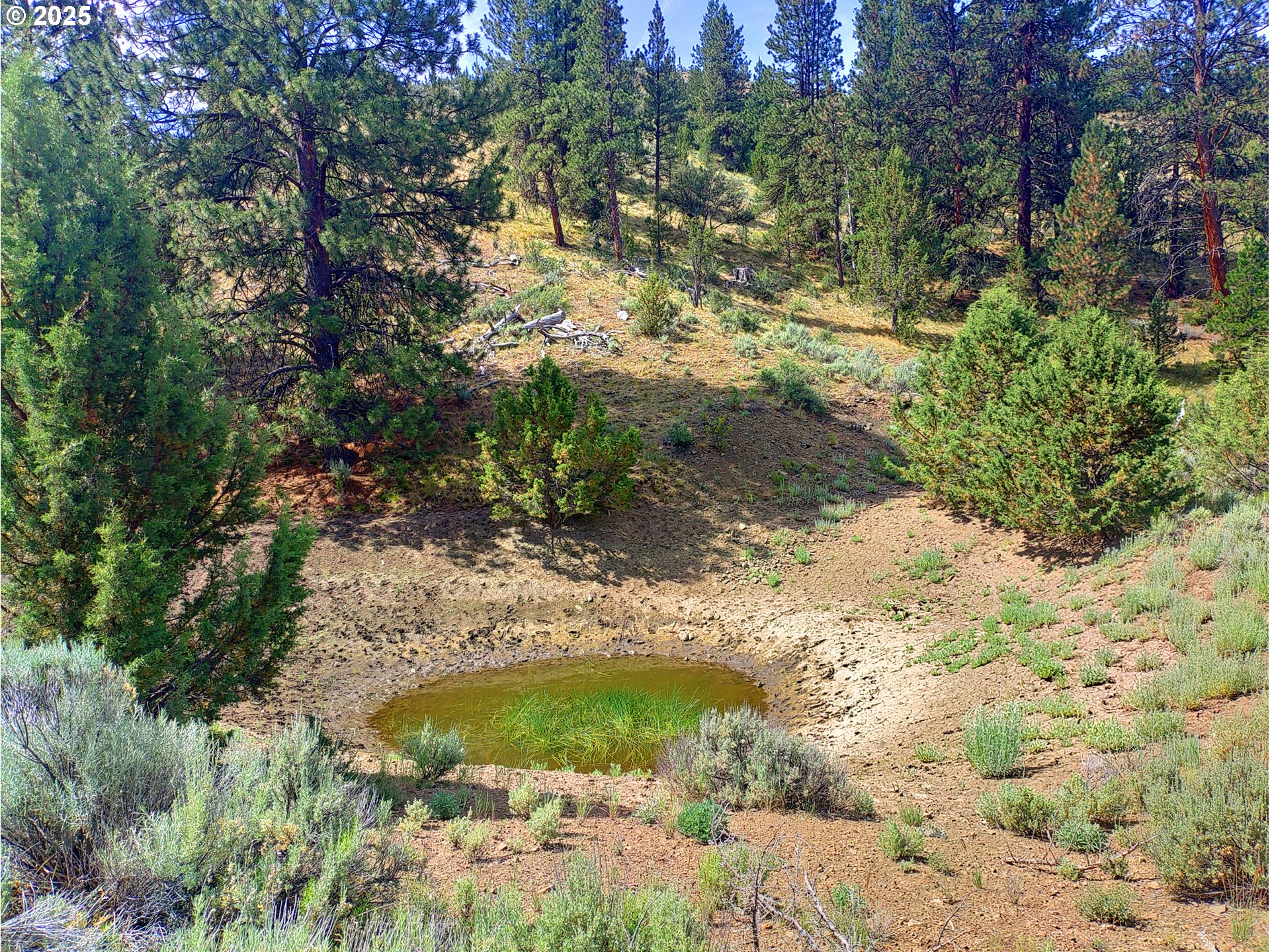 12142 Burns-Izee Road Seneca, OR 97873 - Photo 20 of 40 a view of a tree in a yard