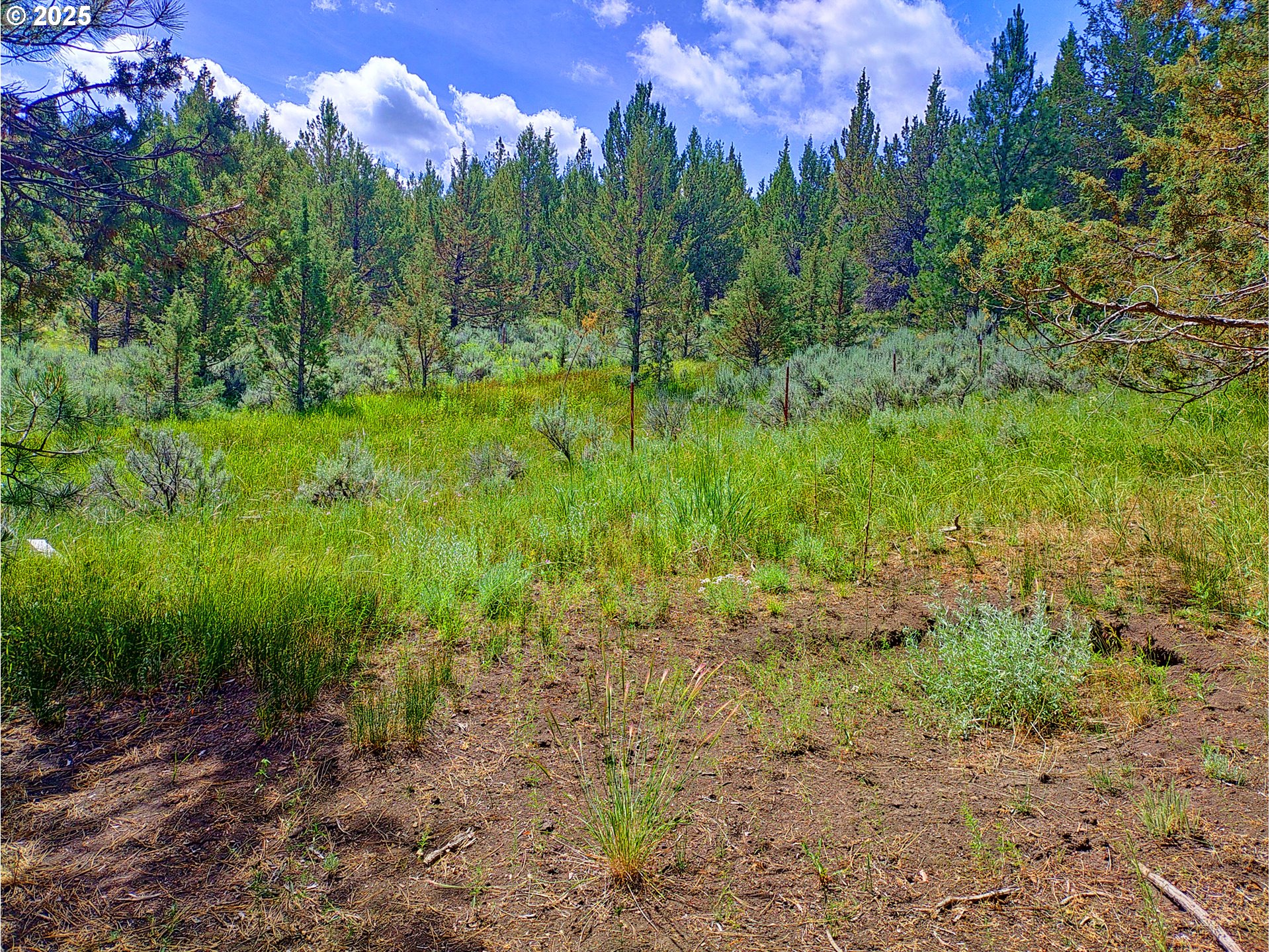 12142 Burns-Izee Road Seneca, OR 97873 - Photo 10 of 40 a view of a yard with a tree