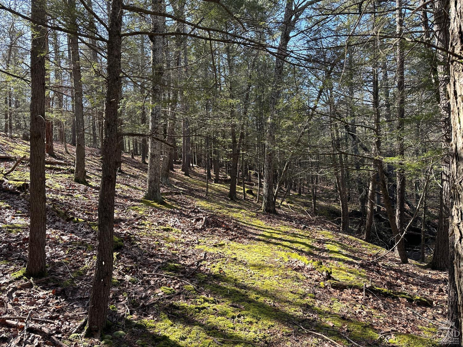 0 Blackhead Mtn Road Round Top, NY 12473 - Photo 19 of 27 Photo 19