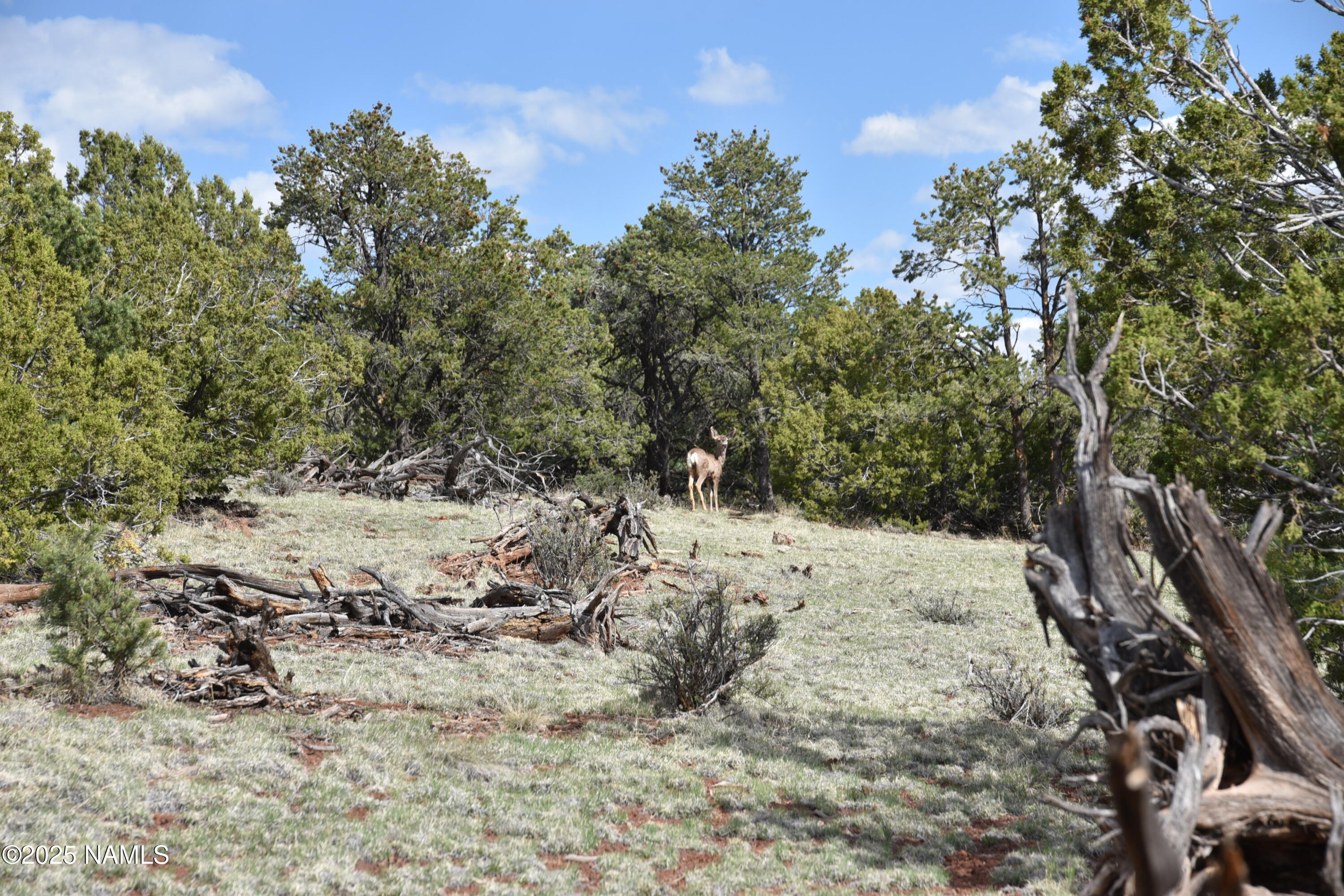 20202107 C Honeysuckle Road Williams, AZ 86046 - Photo 11 of 17 a view of a snow on the road