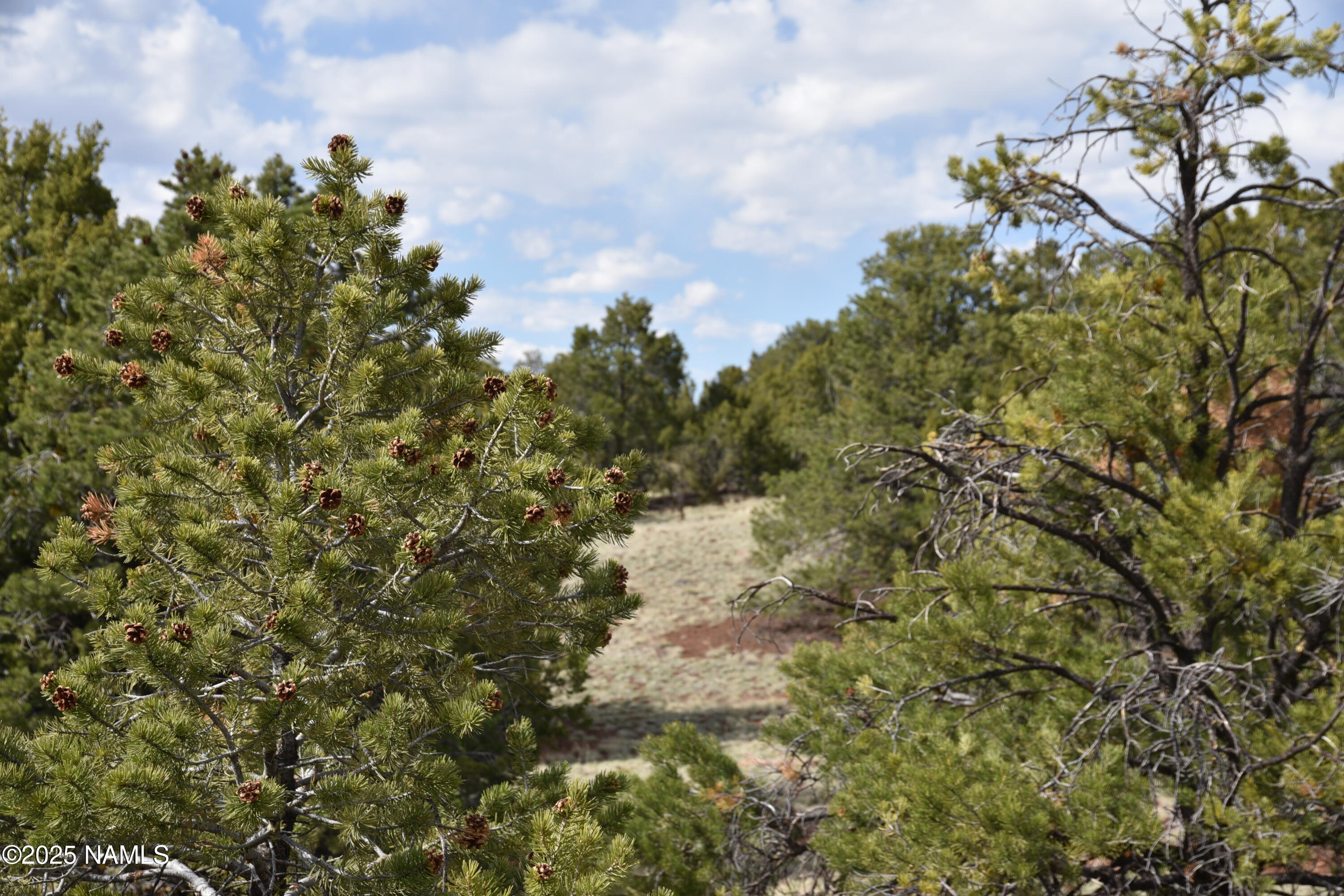 20202107 C Honeysuckle Road Williams, AZ 86046 - Photo 12 of 17 a view of a yard
