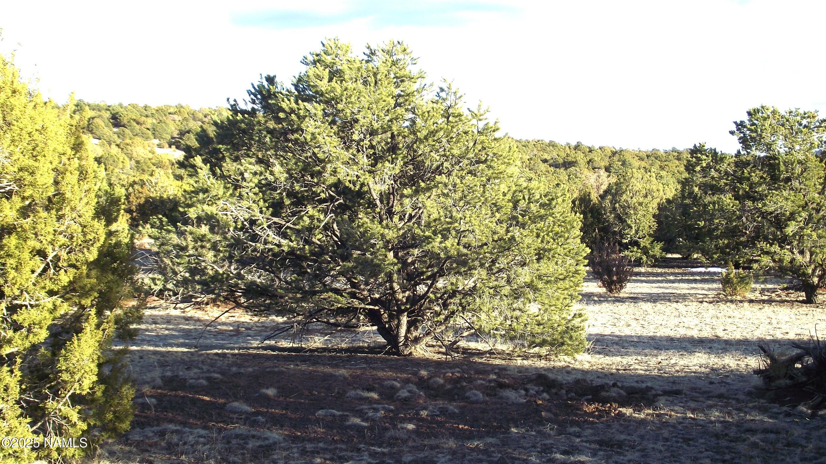 20202107 C Honeysuckle Road Williams, AZ 86046 - Photo 13 of 17 a view of a yard with an trees