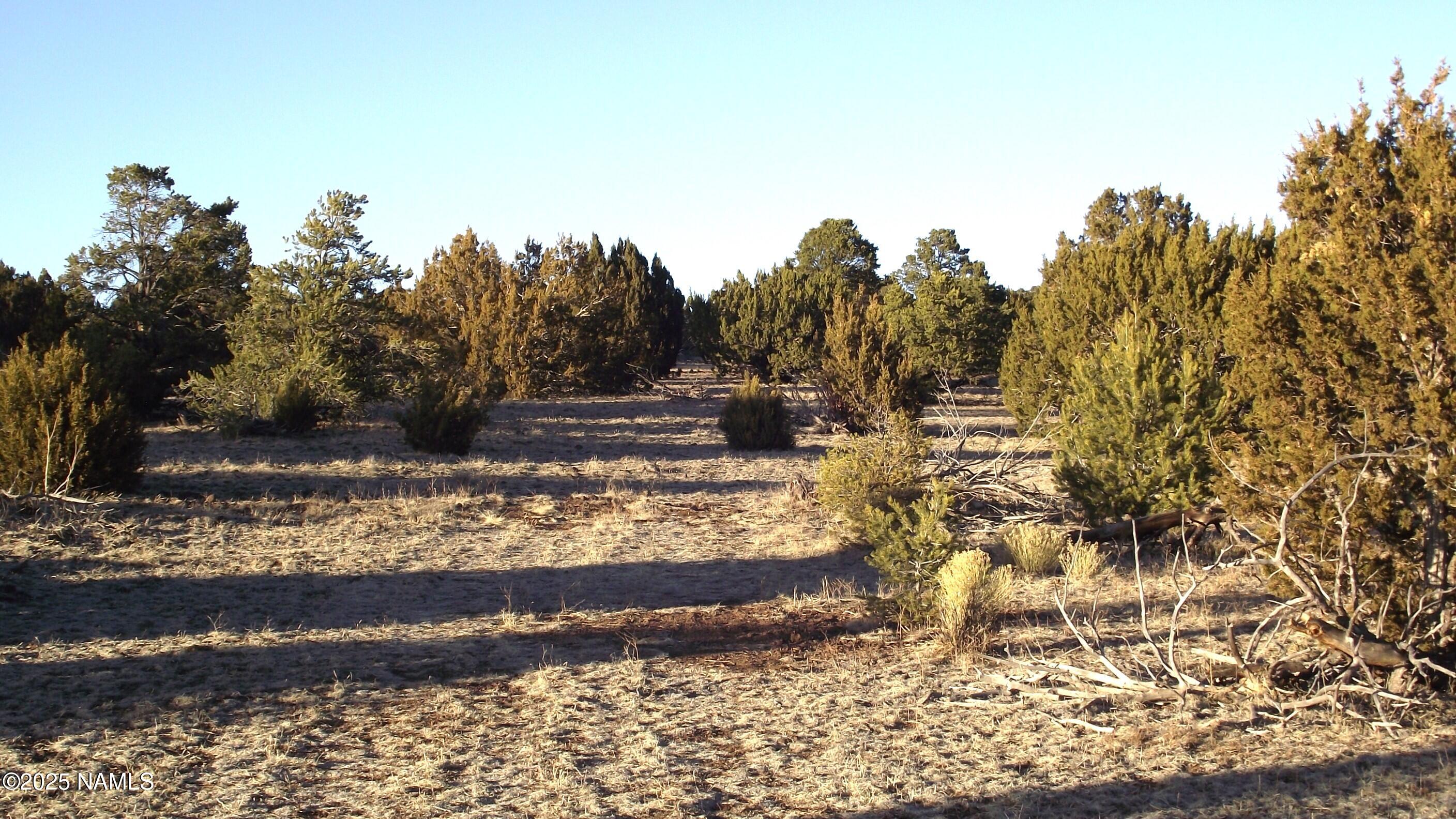 20202107 C Honeysuckle Road Williams, AZ 86046 - Photo 14 of 17 a view of a yard with large trees
