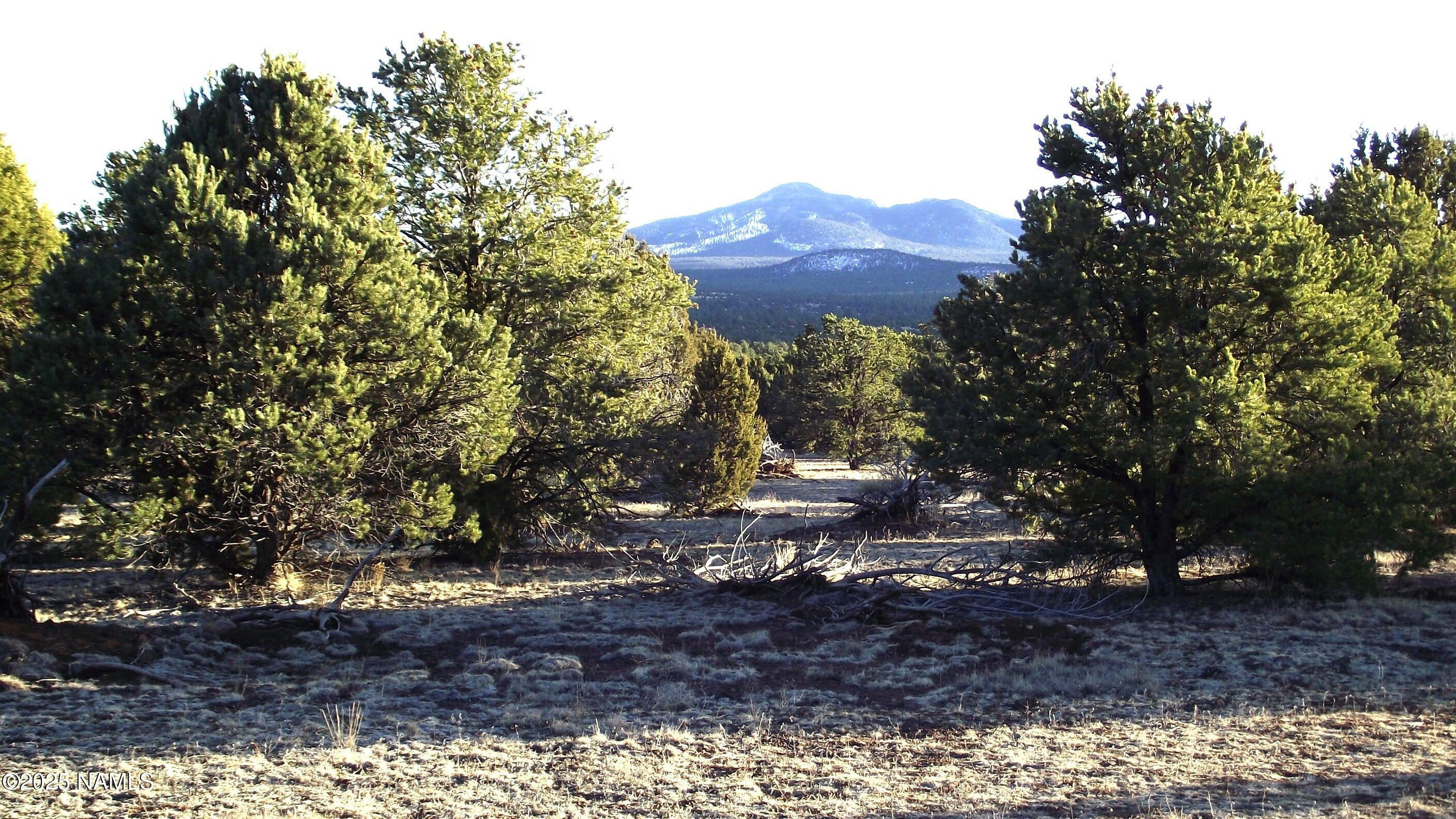 20202107 C Honeysuckle Road Williams, AZ 86046 - Photo 2 of 17 a view of a tree in a yard