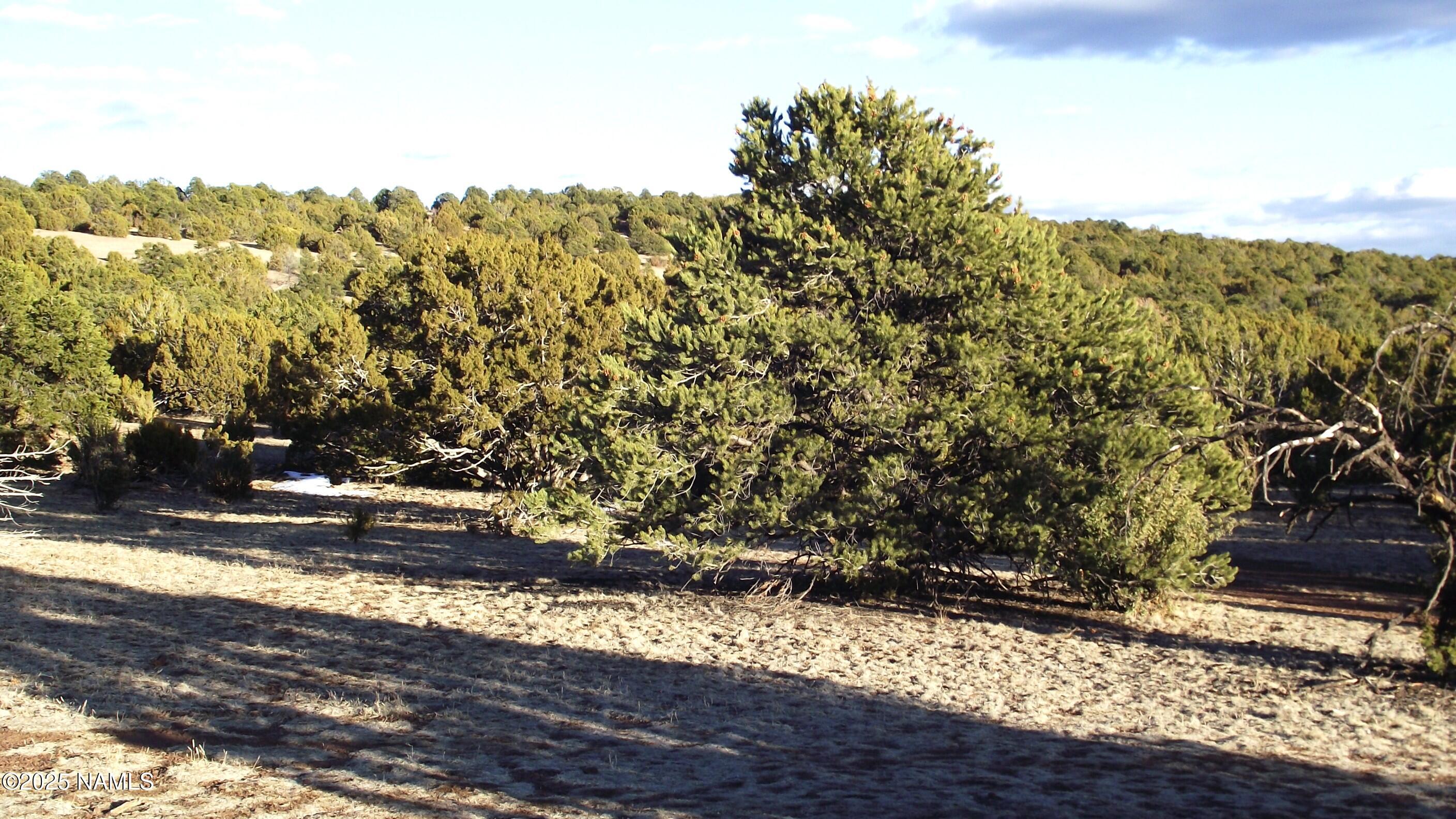 20202107 C Honeysuckle Road Williams, AZ 86046 - Photo 5 of 17 a view of a yard with mountain