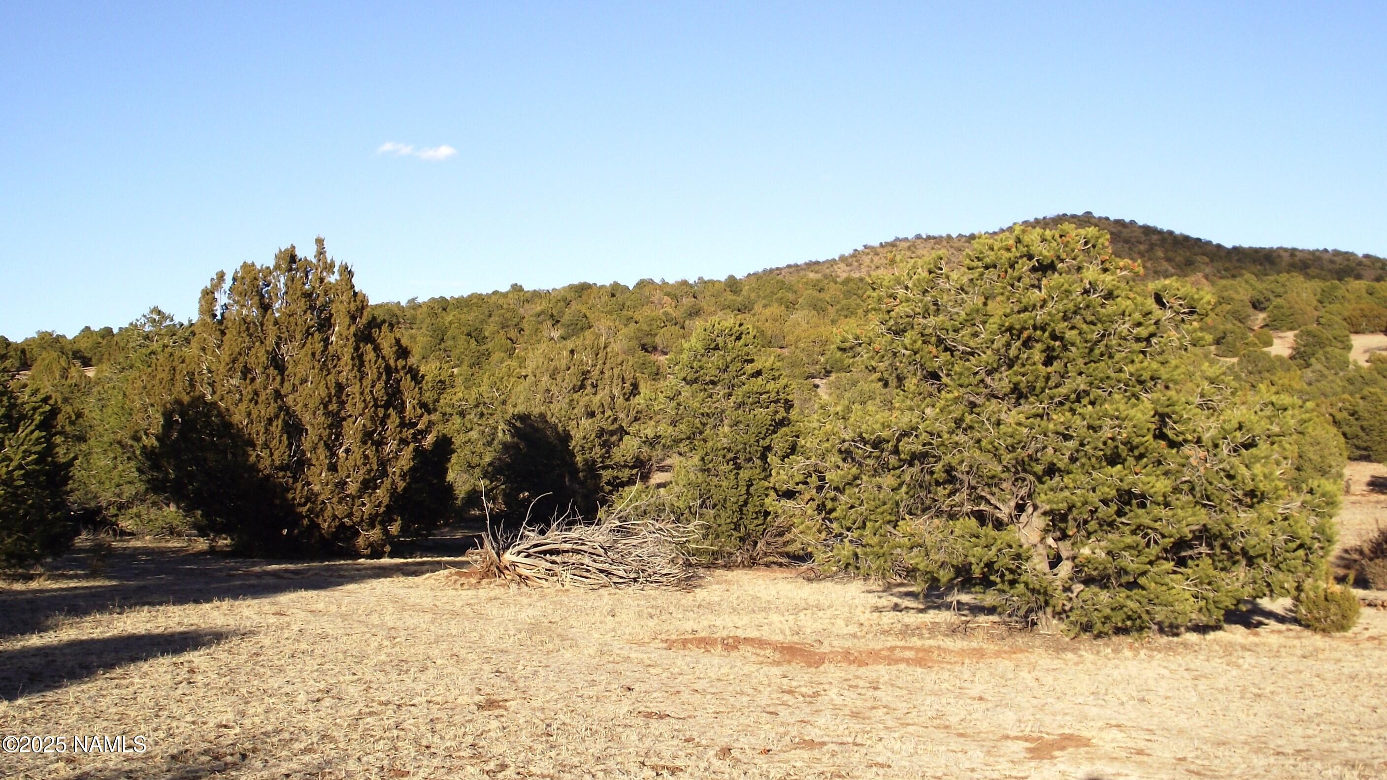 20202107 C Honeysuckle Road Williams, AZ 86046 - Photo 6 of 17 a view of a large tree in a yard