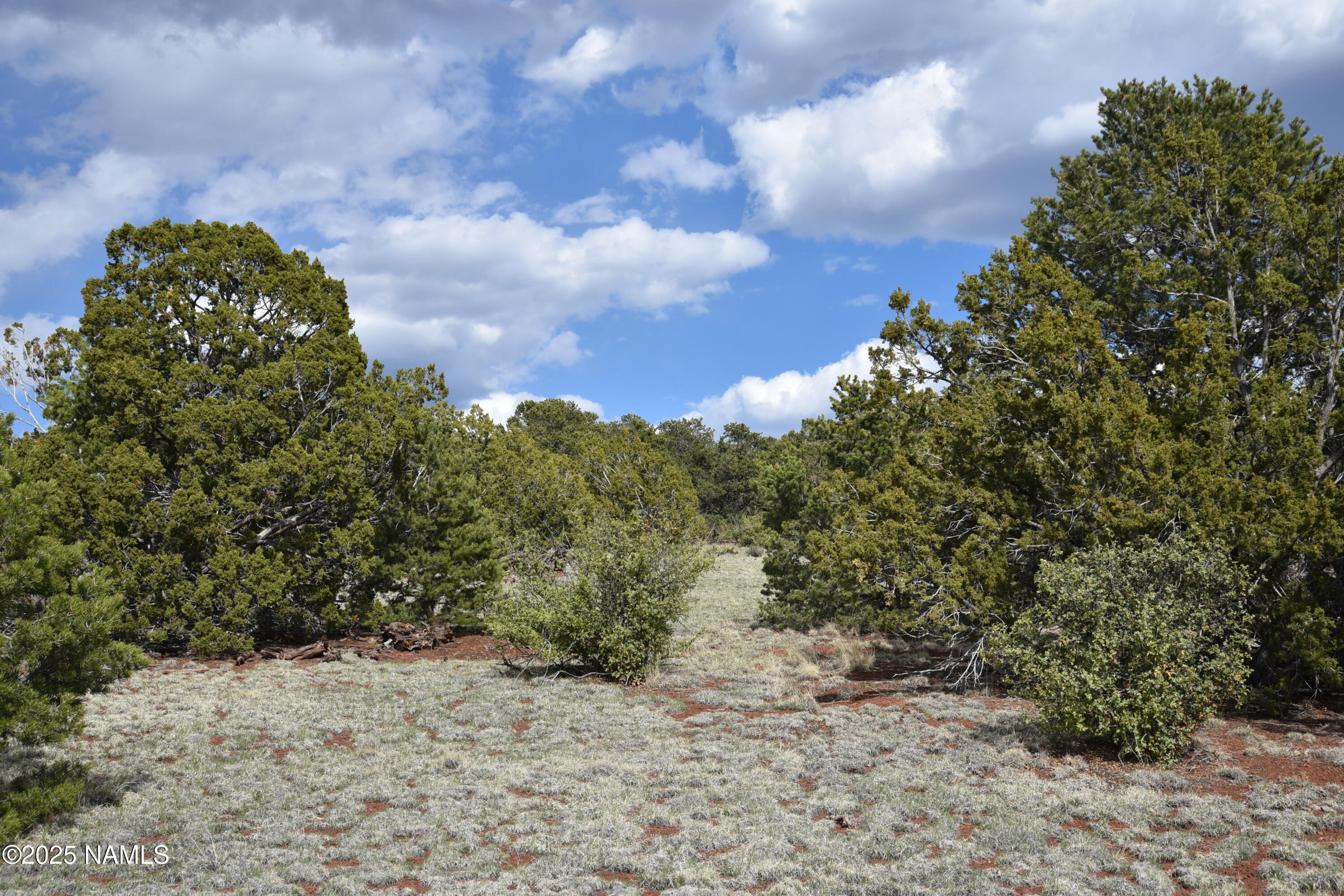 20202107 C Honeysuckle Road Williams, AZ 86046 - Photo 8 of 17 a view of a bunch of trees