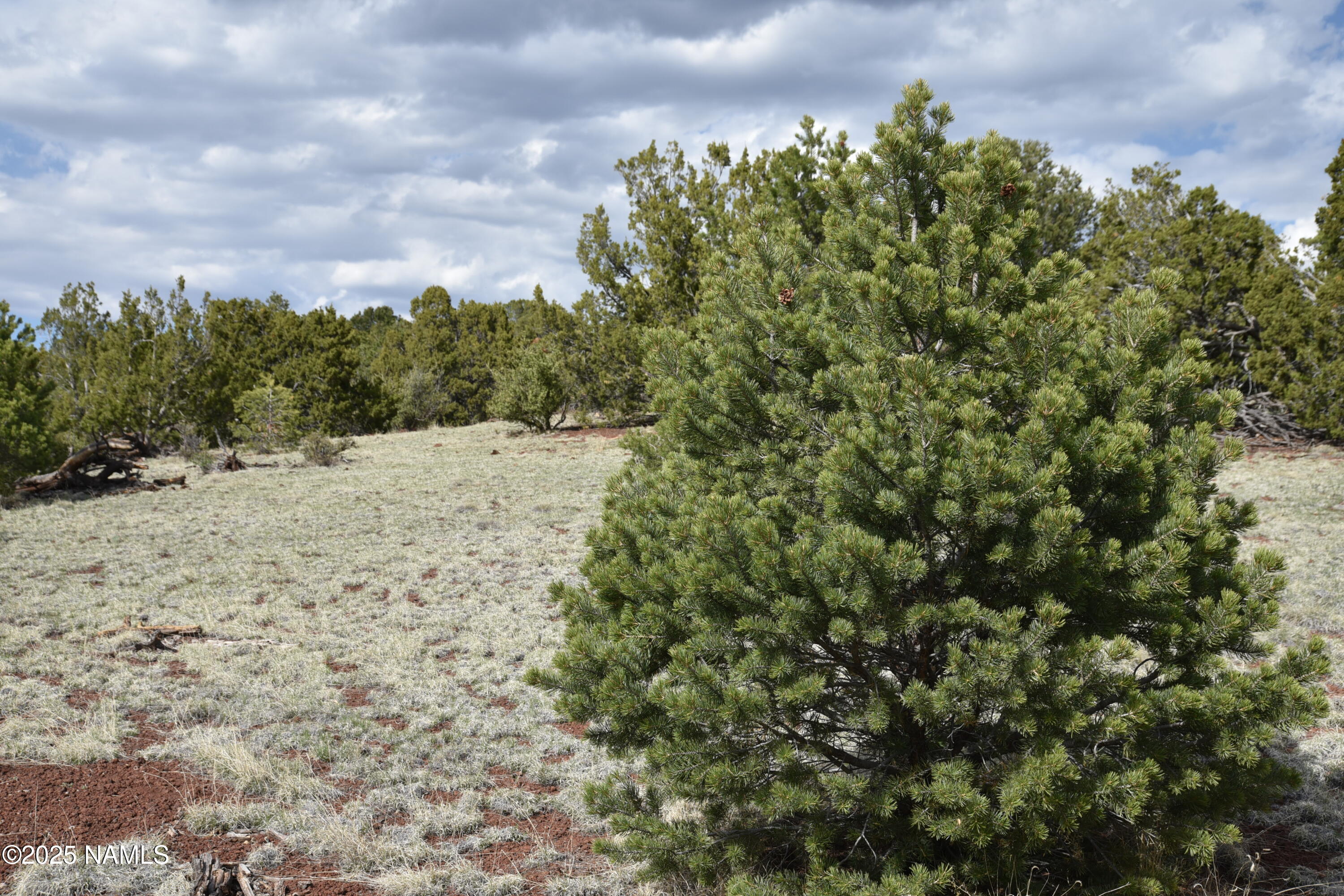 20202107 C Honeysuckle Road Williams, AZ 86046 - Photo 9 of 17 a view of a dry yard with trees