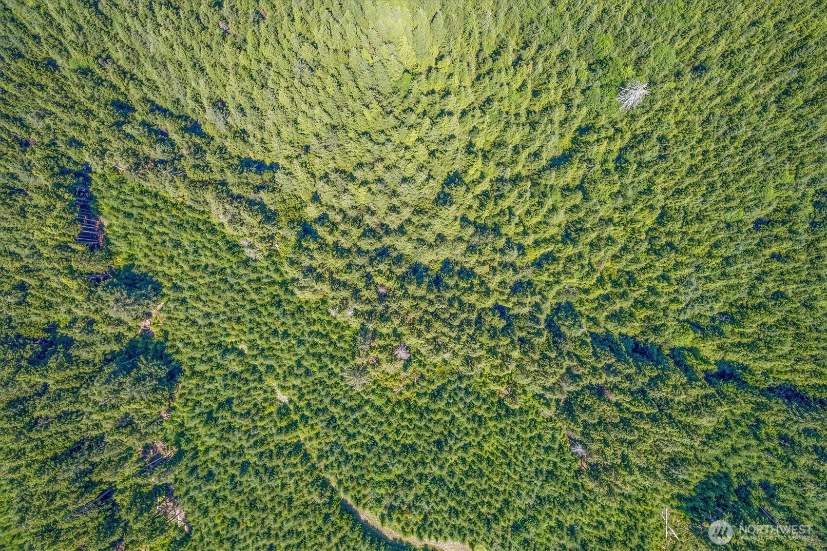 0 Walberg Road Chinook, WA 98614 - Photo 19 of 29 a close up of a plant