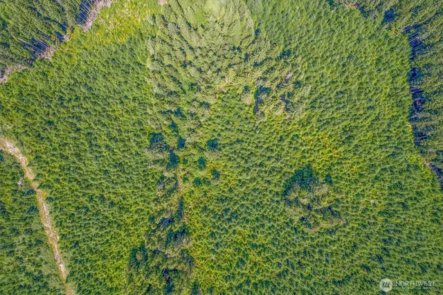 a close up of a plant