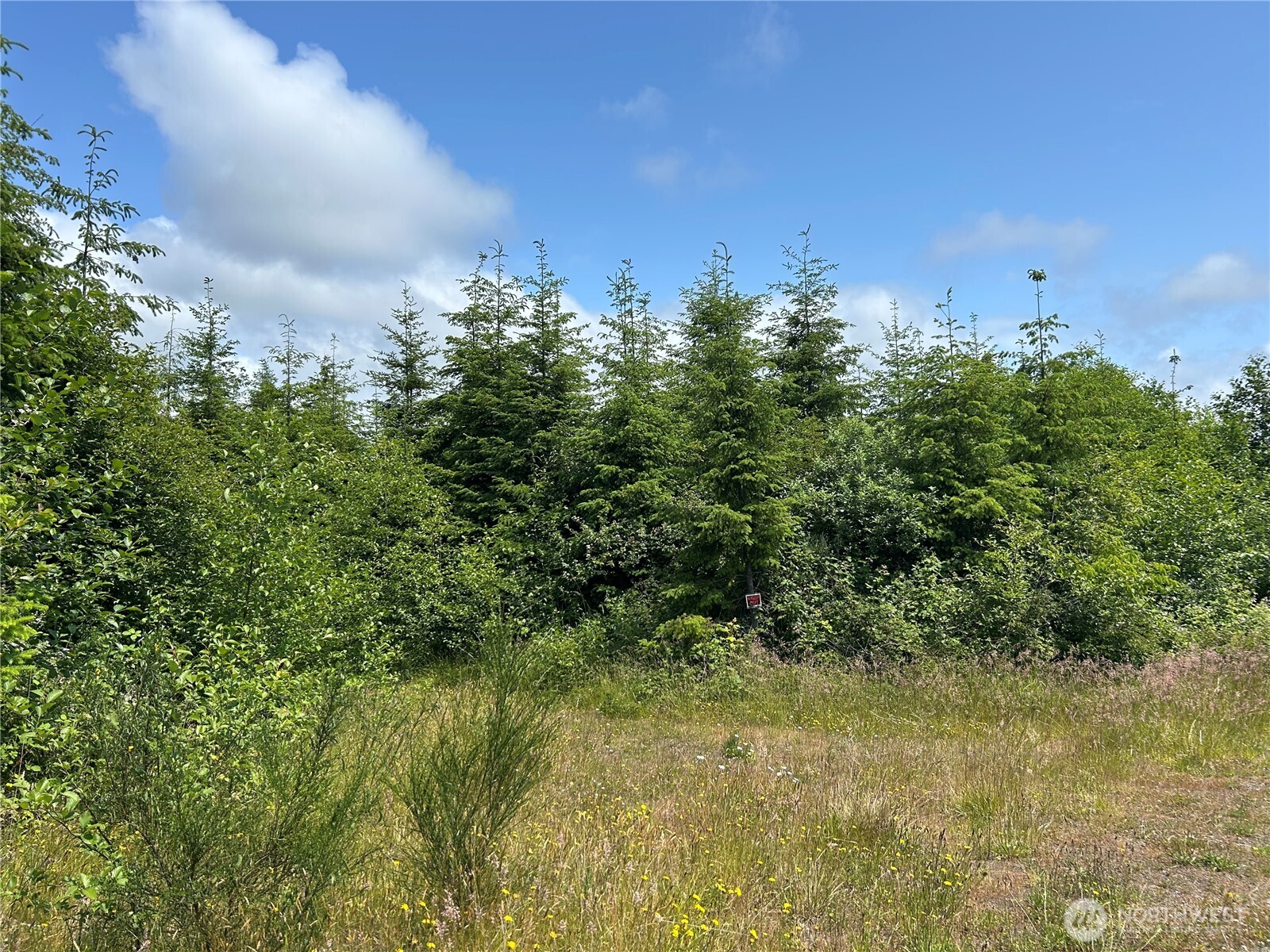 0 Walberg Road Chinook, WA 98614 - Photo 23 of 29 a view of a bunch of trees and bushes