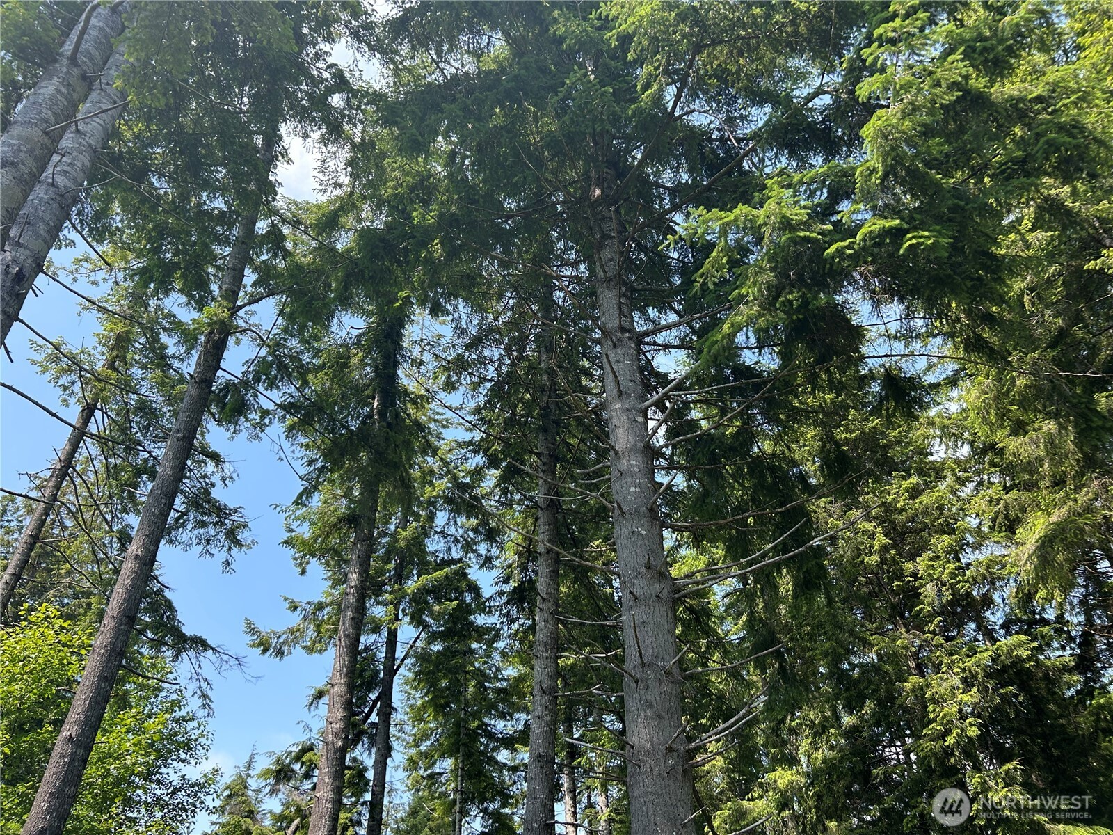 0 Walberg Road Chinook, WA 98614 - Photo 3 of 29 a picture of tree