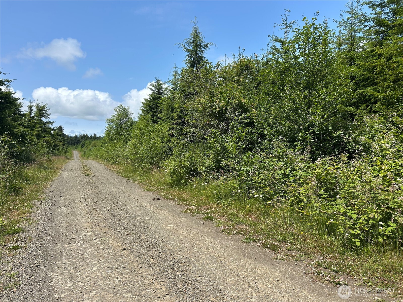 0 Walberg Road Chinook, WA 98614 - Photo 6 of 29 a view of a yard with plants and a bench