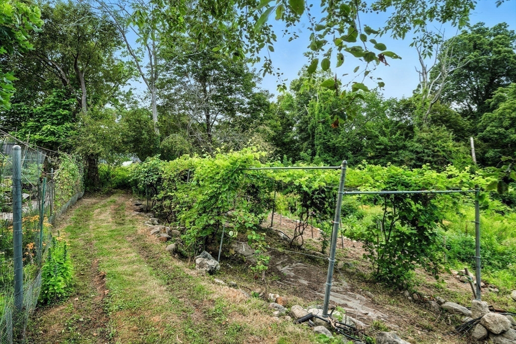 52 Wenham Road Topsfield, MA 01983 - Photo 36 of 42 a plant view in yard