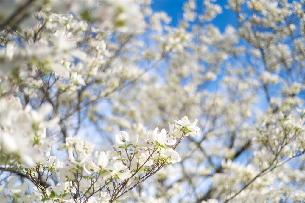 52 Wenham Road Topsfield, MA 01983 - Photo 40 of 42 a view of a tree in between