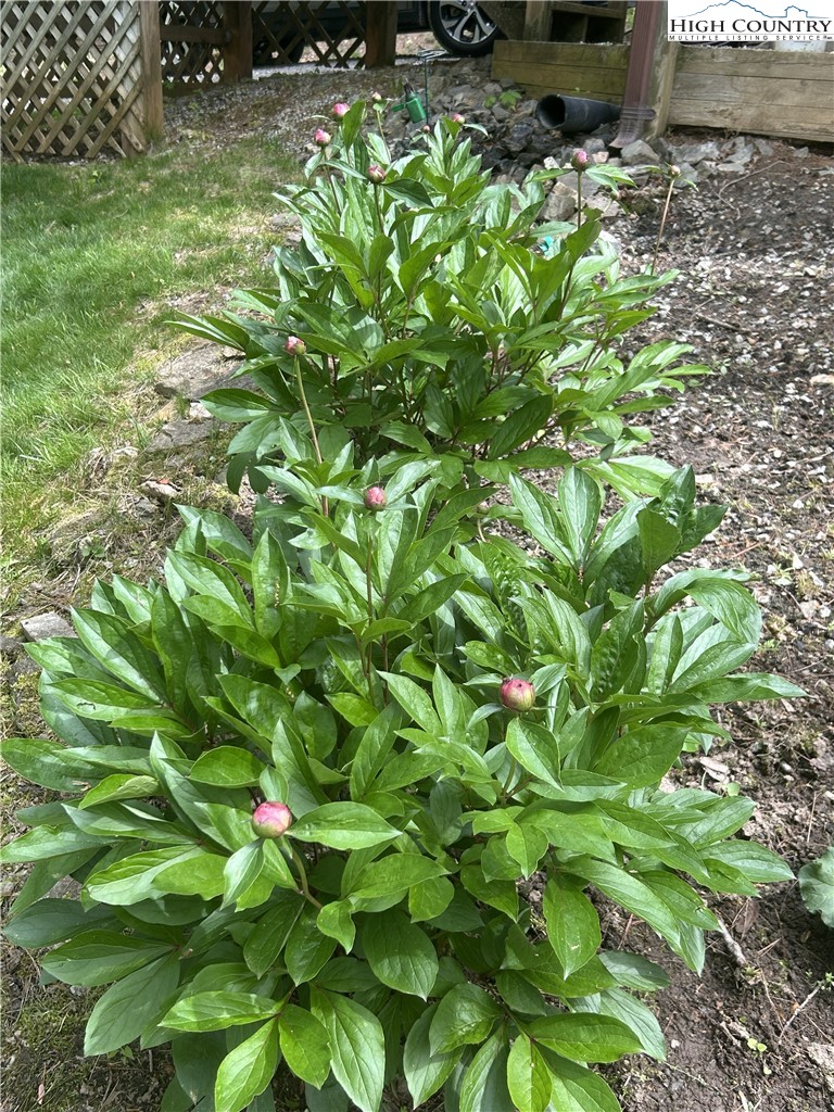 214 Deer Ridge Road Crumpler, NC 28617 - Photo 37 of 44 a backyard of a house with lots of green space