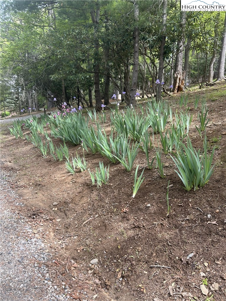 214 Deer Ridge Road Crumpler, NC 28617 - Photo 38 of 44 a view of a yard with plants and large trees