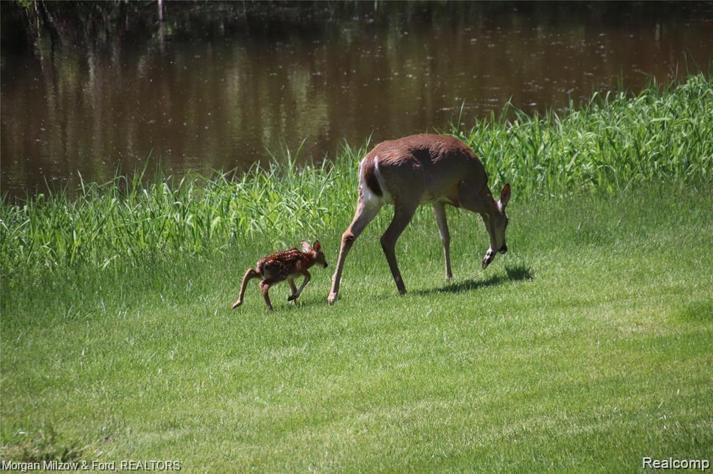 8811 Michigamme Road Clarkston, MI 48348 - Photo 60 of 61 IMG_1326.JPG