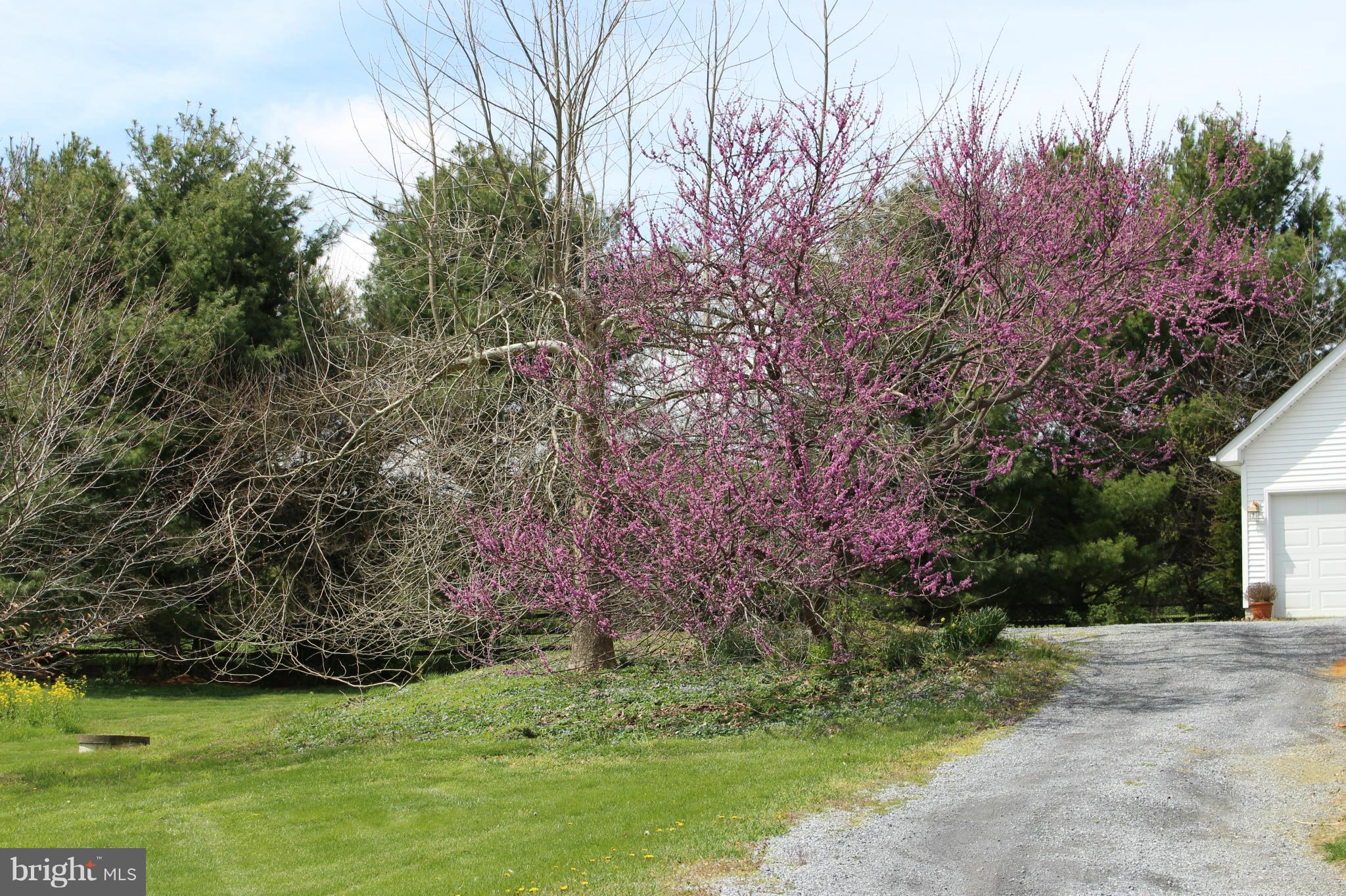 245 Milldale Road Front Royal, VA 22630 - Photo 26 of 29 a backyard of a house with lots of green space