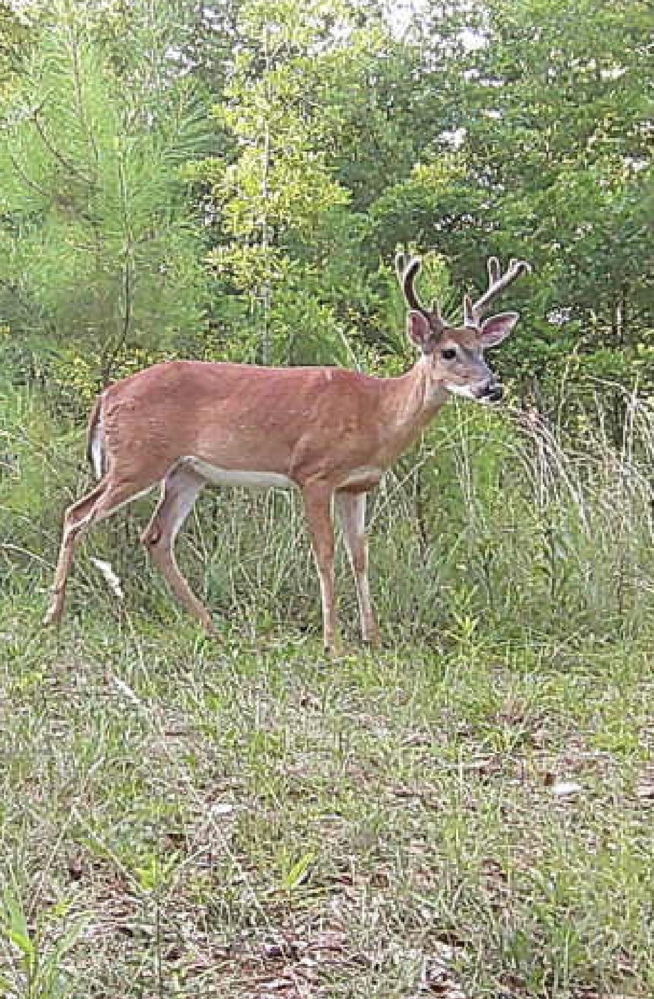 737 State Rd S-11-231 Gaffney, SC 29340 - Photo 45 of 50