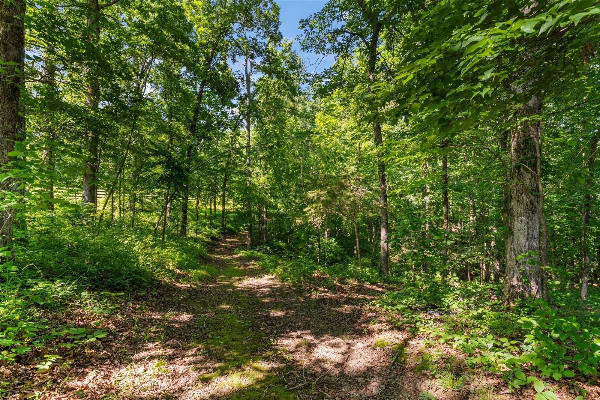 7865 Barnhill Road Primm Springs, TN 38476 - Photo 41 of 54