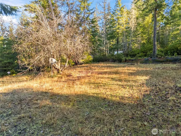 a view of a yard with large trees